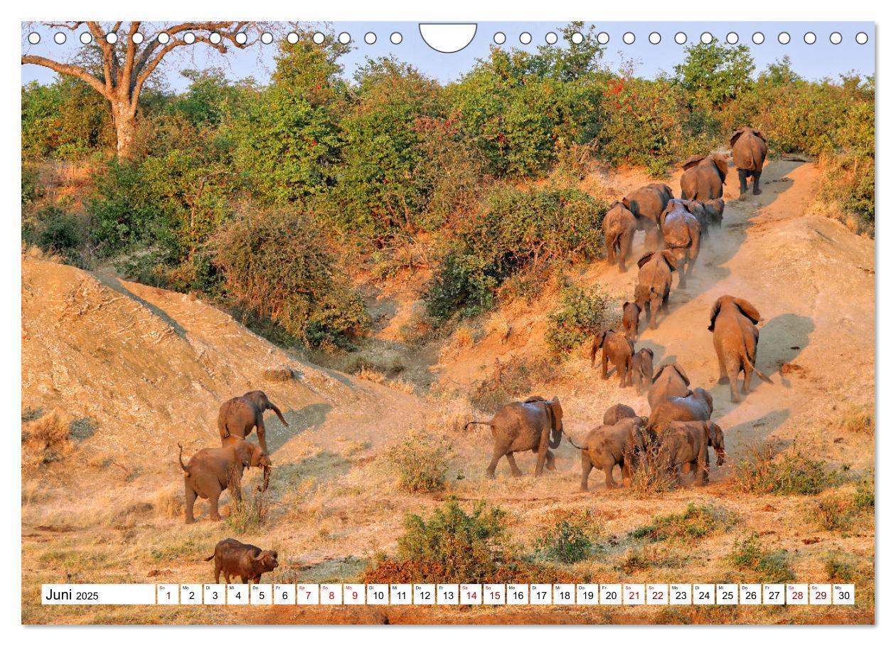 Bild: 9783435066124 | Elefanten-Traum - Herzenssache Afrika (Wandkalender 2025 DIN A4...