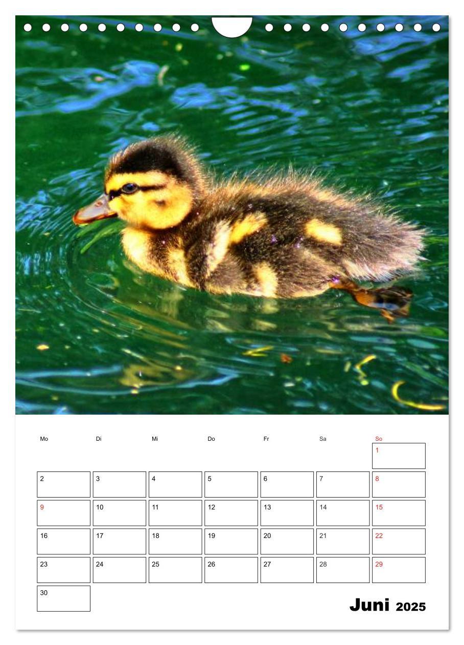 Bild: 9783457017210 | Heimische Wildtiere Terminplaner (Wandkalender 2025 DIN A4 hoch),...