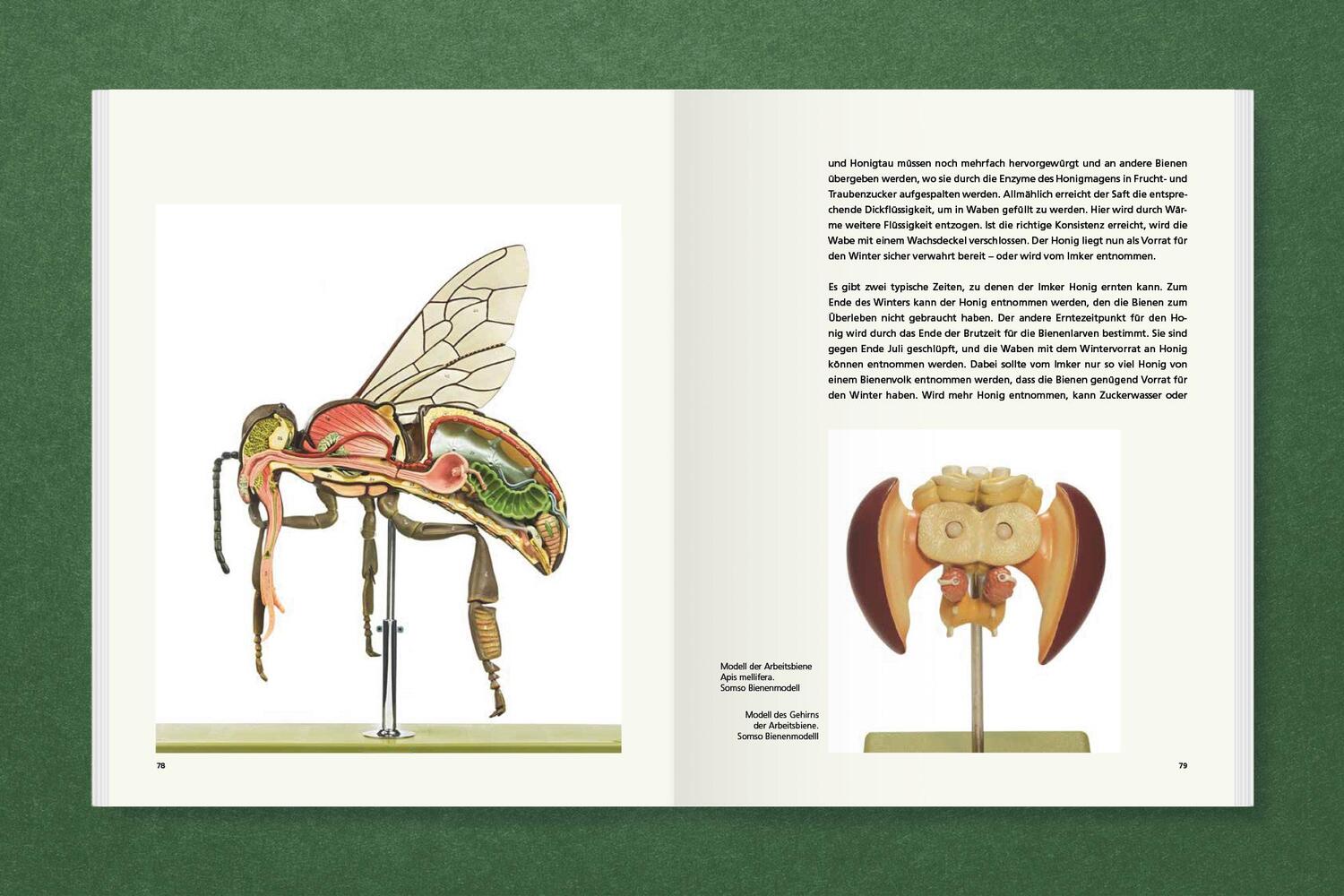 Bild: 9783987411250 | Honig für Kunst &amp; Gesellschaft | Hartmut Kraft | Buch | 192 S. | 2024