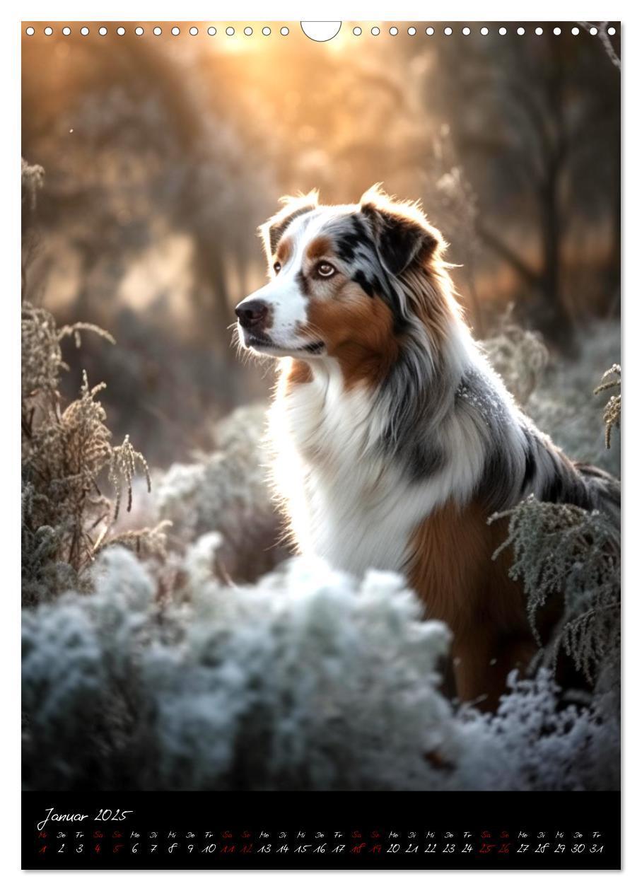 Bild: 9783435876648 | Australian Shepherd (Wandkalender 2025 DIN A3 hoch), CALVENDO...