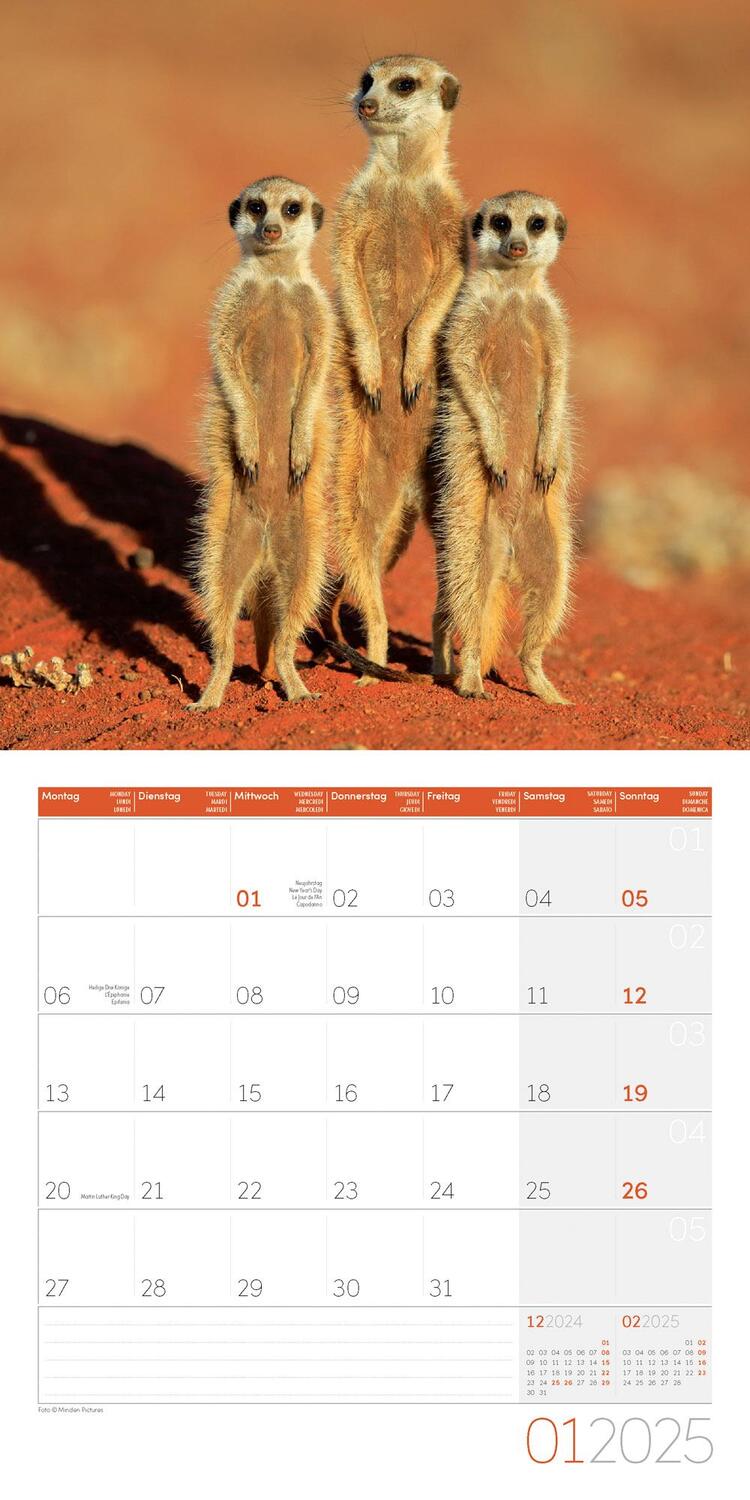 Bild: 9783838445328 | Erdmännchen Kalender 2025 - 30x30 | Ackermann Kunstverlag | Kalender