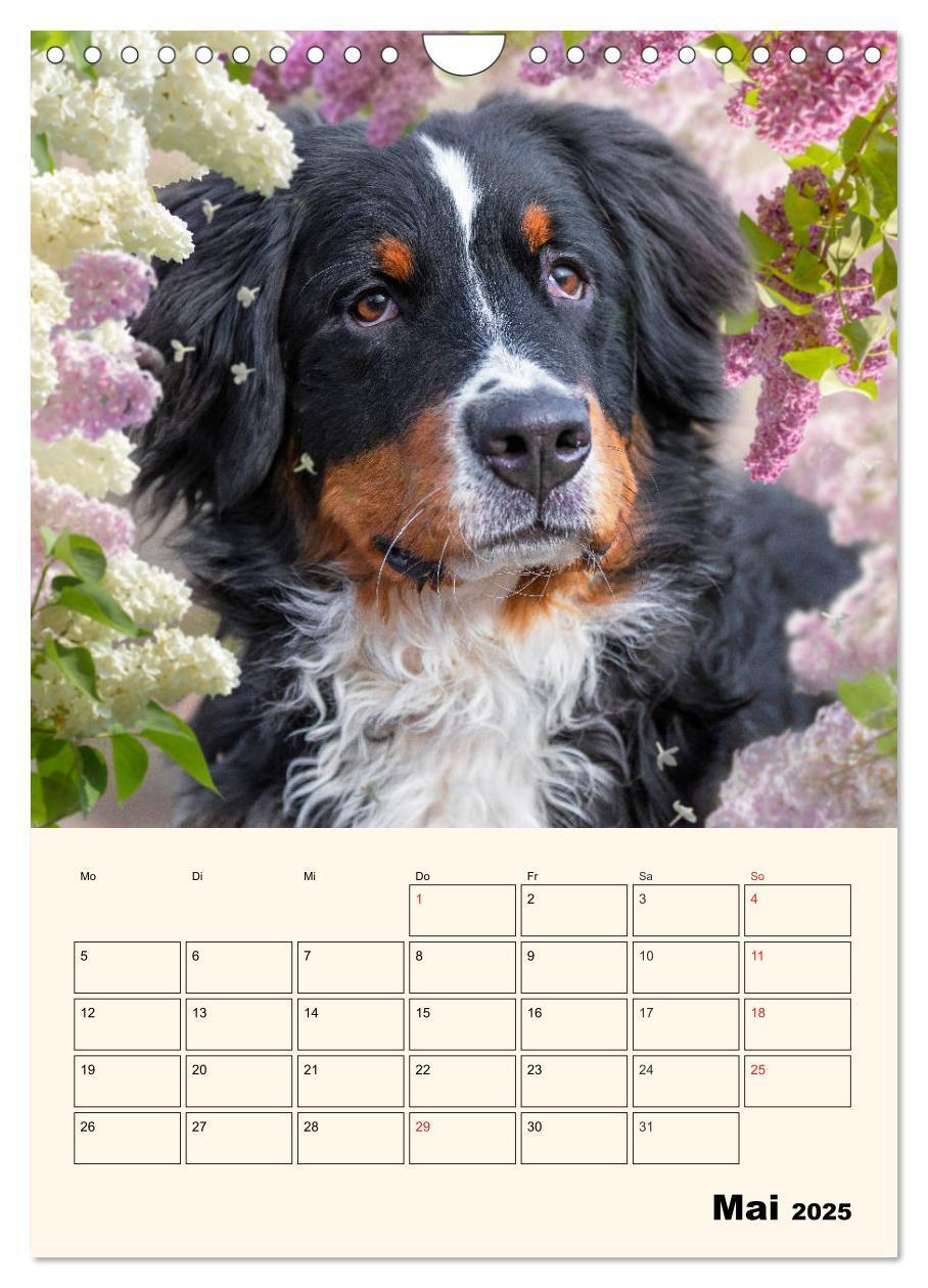 Bild: 9783435938315 | Traumhaft schön - Der Berner Sennenhund (Wandkalender 2025 DIN A4...