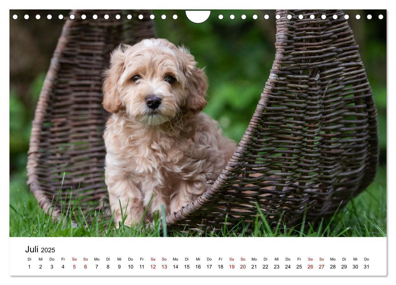 Bild: 9783435038350 | Maltipoo Welpen (Wandkalender 2025 DIN A4 quer), CALVENDO...