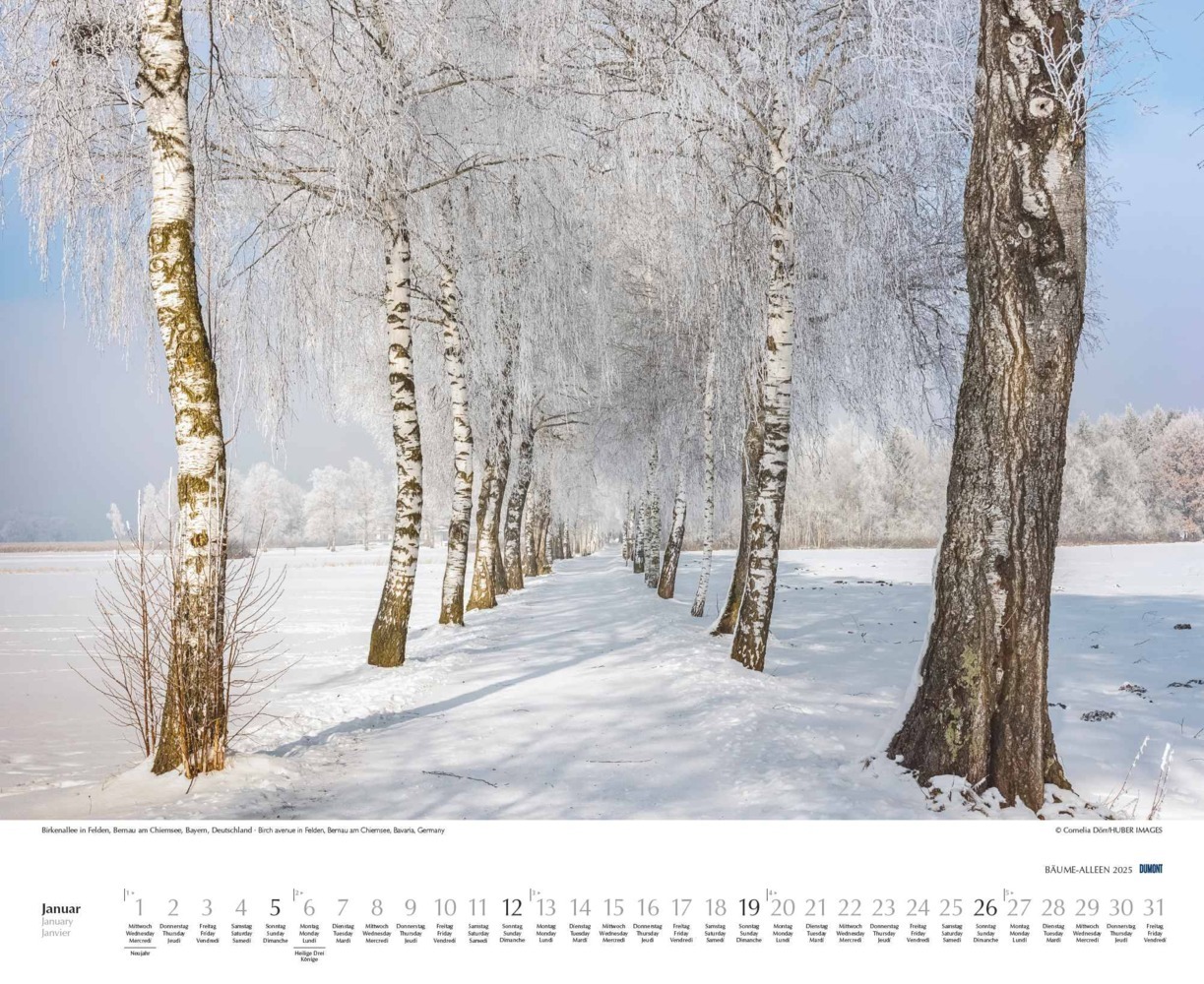 Bild: 4250809652702 | DUMONT - Bäume - Alleen 2025 Wandkalender 52x42,5cm, Kalender mit...