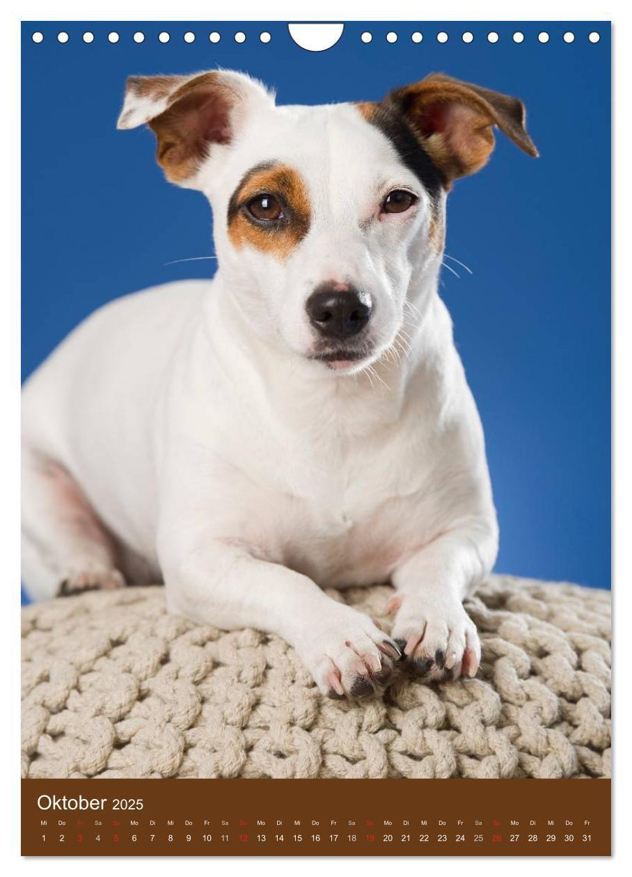 Bild: 9783457064986 | Jack Russell Terrier (Wandkalender 2025 DIN A4 hoch), CALVENDO...