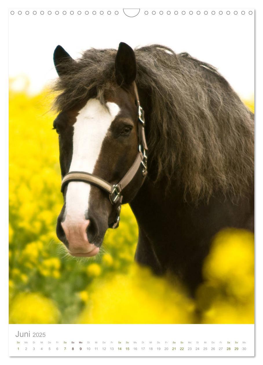 Bild: 9783435980871 | Schwarzwälder Kaltblut Pferde im Portrait (Wandkalender 2025 DIN A3...