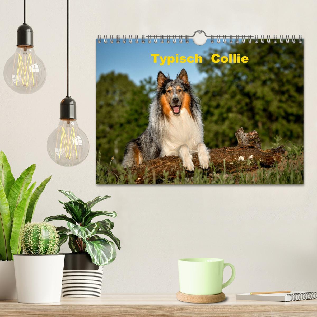 Bild: 9783435110919 | Typisch Collie (Wandkalender 2025 DIN A4 quer), CALVENDO...