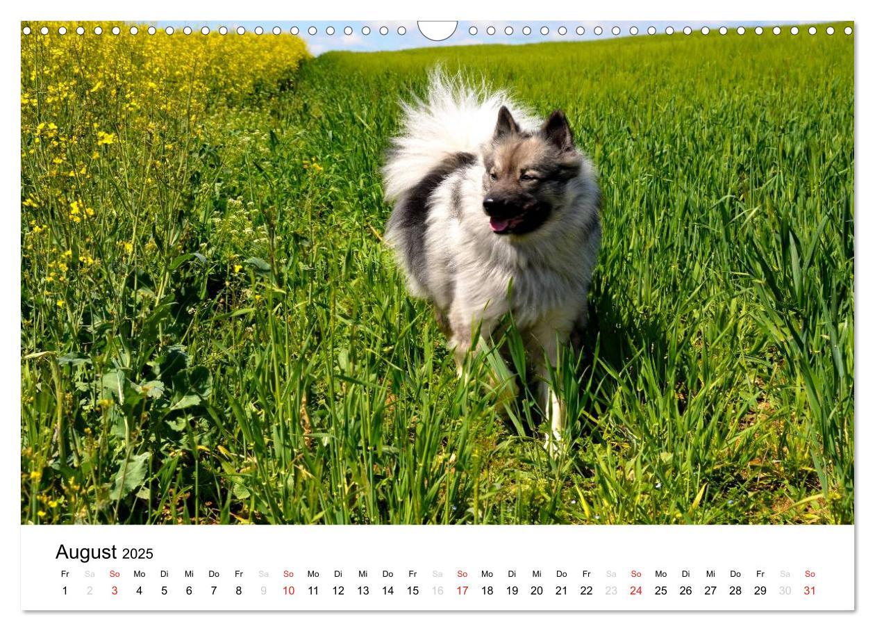 Bild: 9783435804962 | Der Wolfsspitz (Wandkalender 2025 DIN A3 quer), CALVENDO...