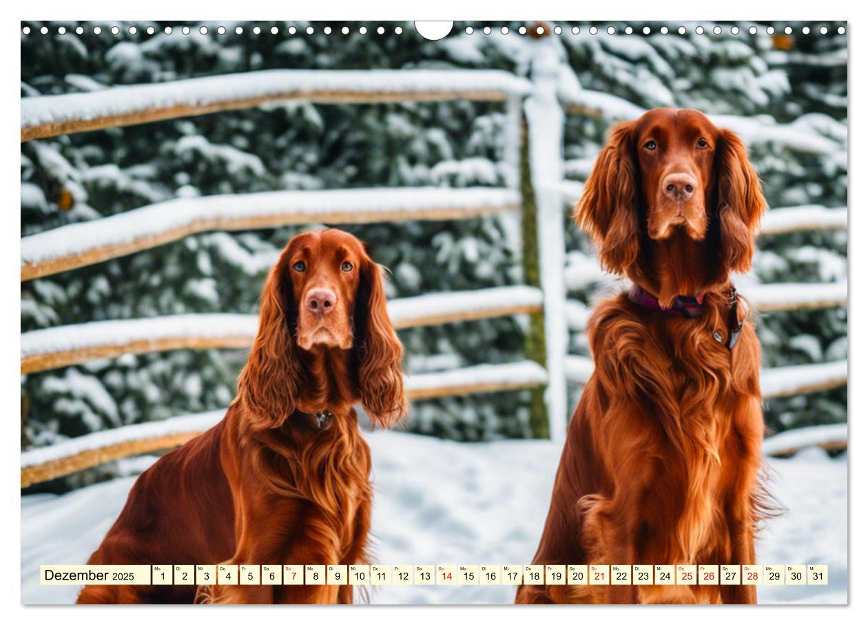 Bild: 9783435011728 | Irish Setter - Anmut pur (Wandkalender 2025 DIN A3 quer), CALVENDO...