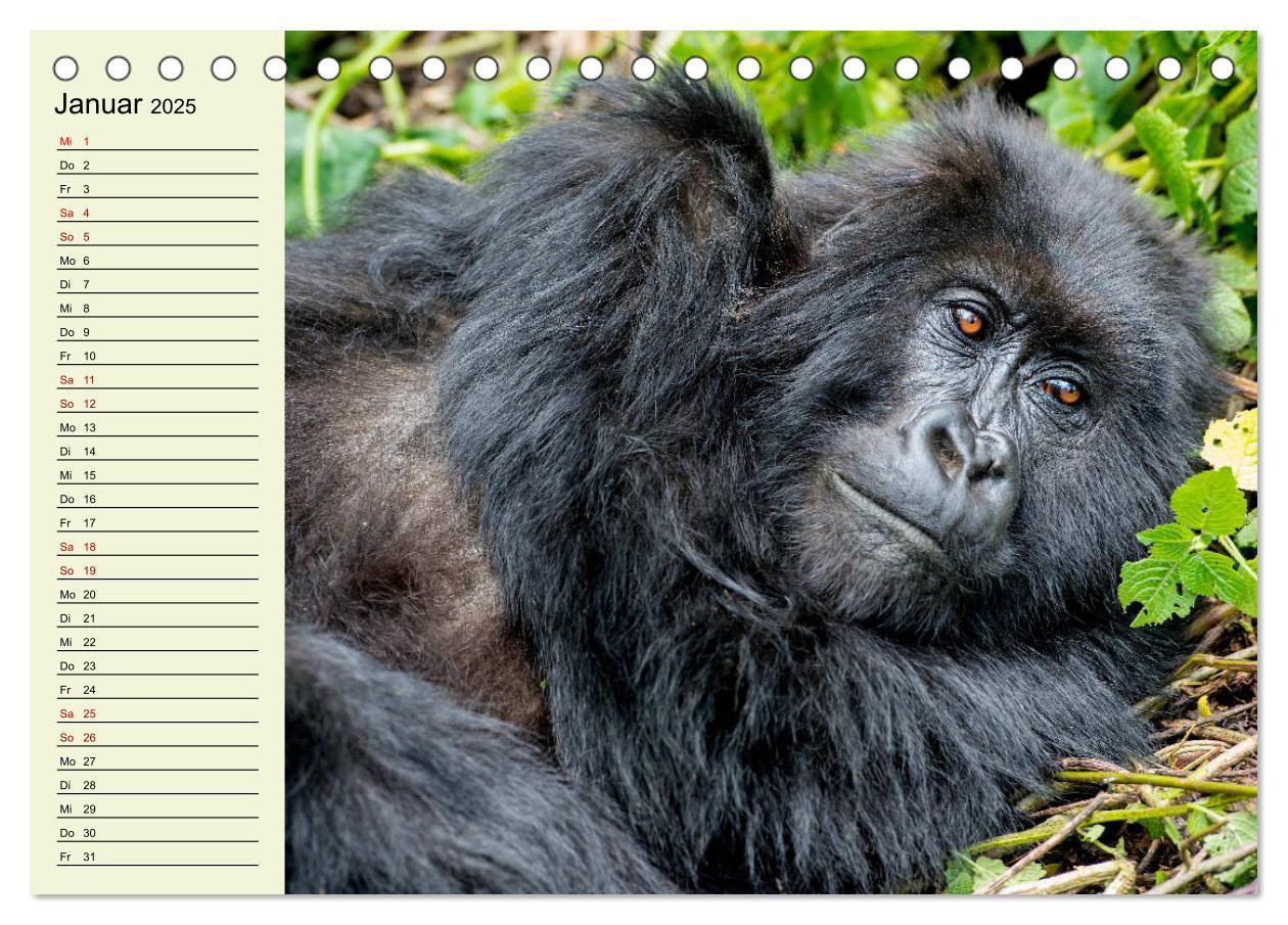 Bild: 9783435118489 | Berggorillas im Herzen Afrikas (Tischkalender 2025 DIN A5 quer),...