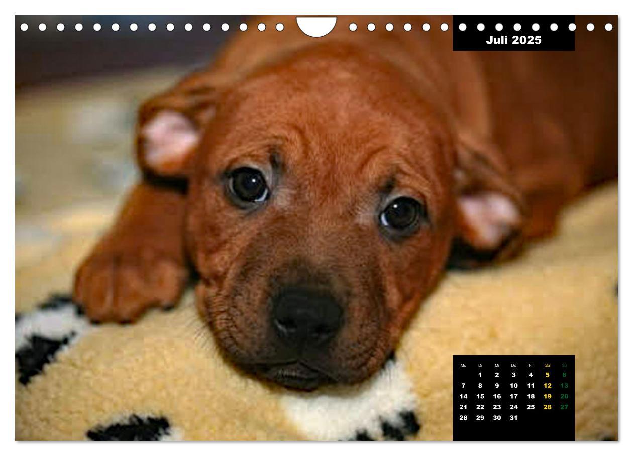 Bild: 9783383939686 | Rhodesian Ridgeback, Charmante Herzensbrecher (Wandkalender 2025...