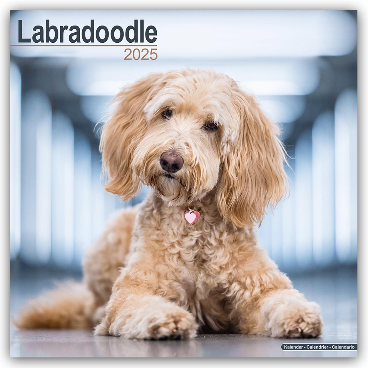 Cover: 9781804603581 | Labradoodle 2025 - 16-Monatskalender | Avonside Publishing Ltd | 13 S.