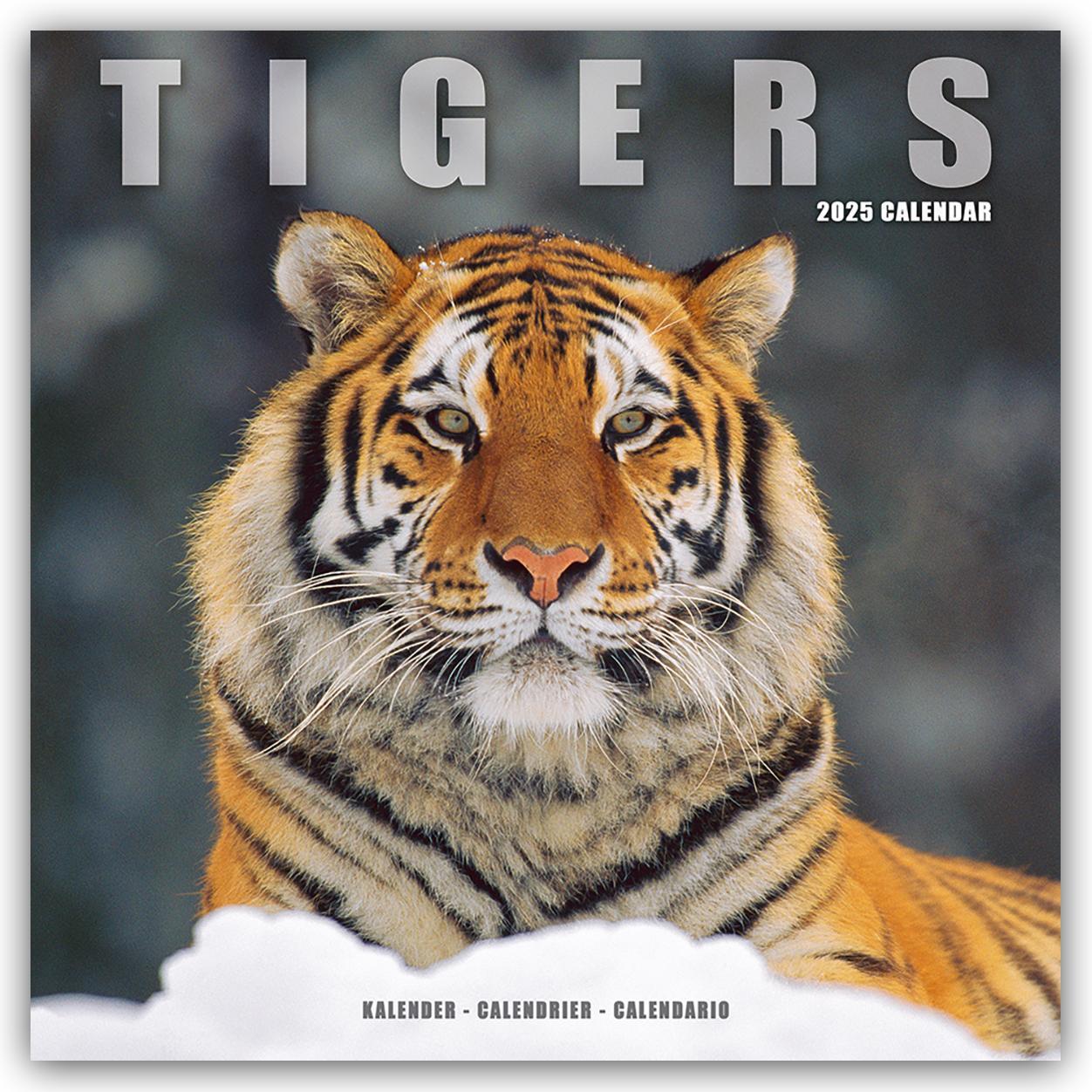 Cover: 9781804604533 | Tigers - Tiger 2025 - 16-Monatskalender | Avonside Publishing Ltd