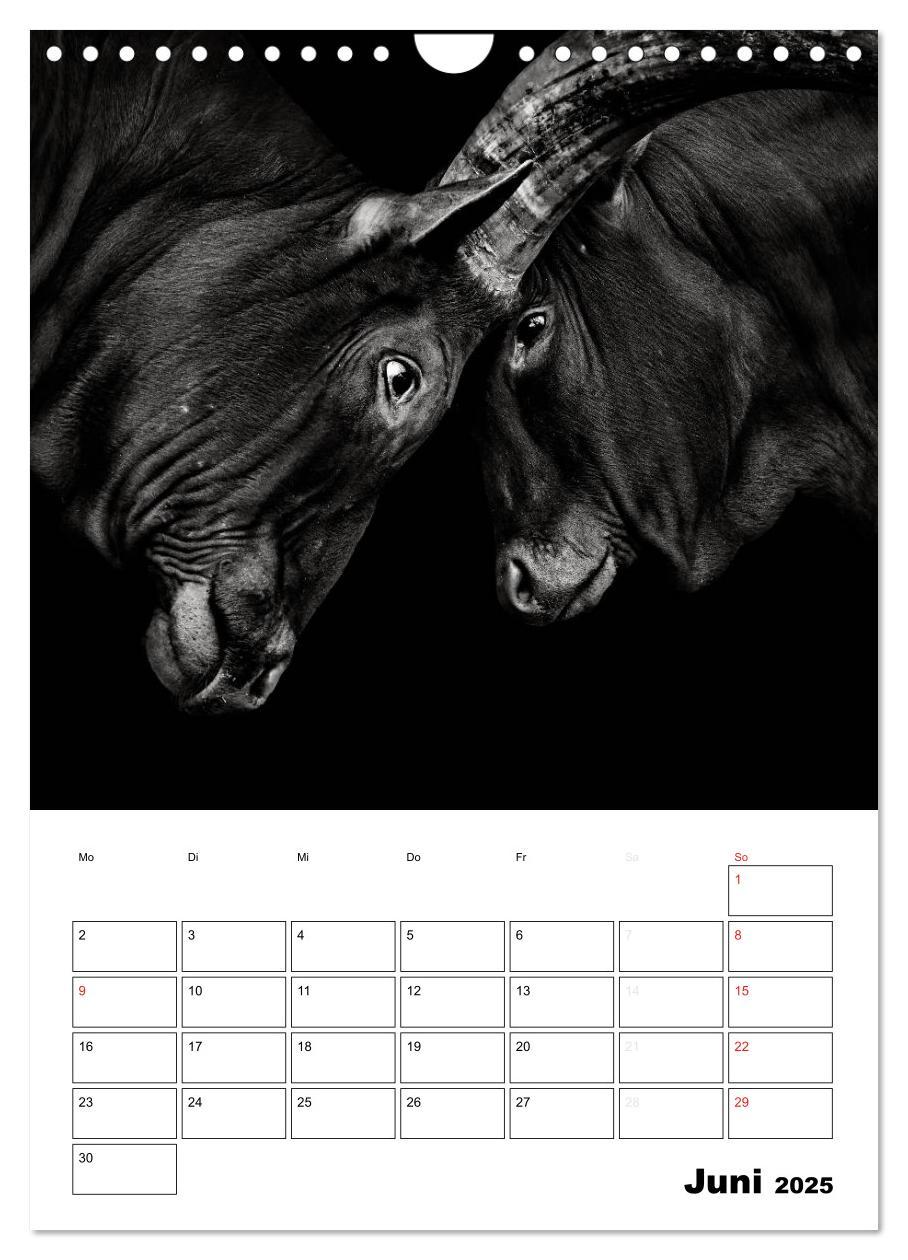 Bild: 9783457013533 | Charakterköpfe aus der Welt der Tiere (Wandkalender 2025 DIN A4...