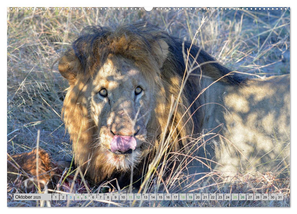 Bild: 9783435355099 | Löwen. Die Könige Afrikas (Wandkalender 2025 DIN A2 quer), CALVENDO...