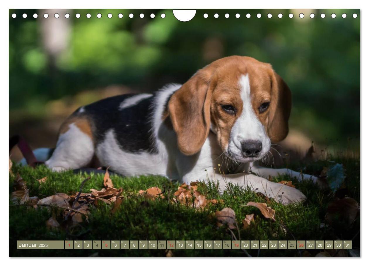 Bild: 9783435574896 | Beaglebabys auf Entdeckungstour (Wandkalender 2025 DIN A4 quer),...