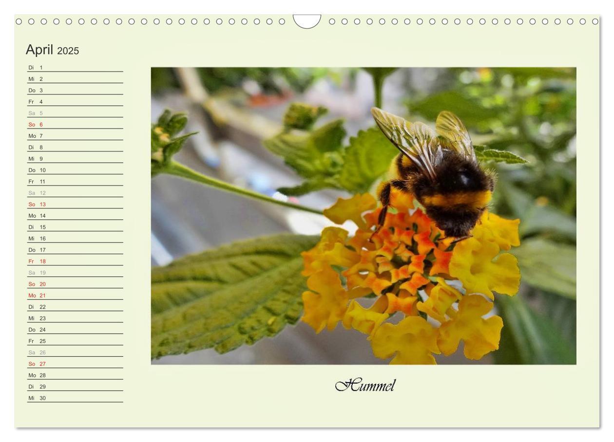 Bild: 9783435521821 | Blaue Holzbiene ¿ Hummel ¿ und Taubenschwänzchen. (Wandkalender...