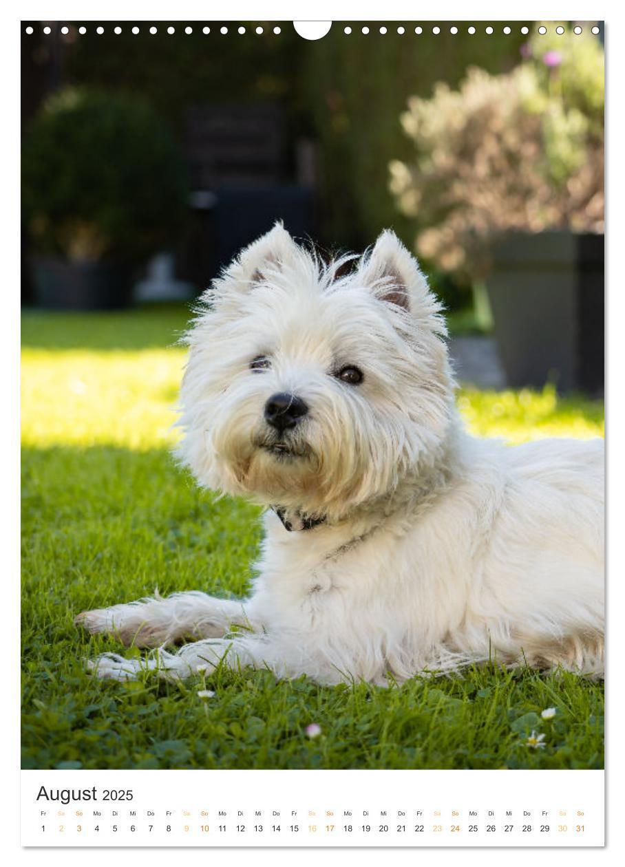 Bild: 9783383796739 | Der Westie - Portrait eines West Highland White Terriers...