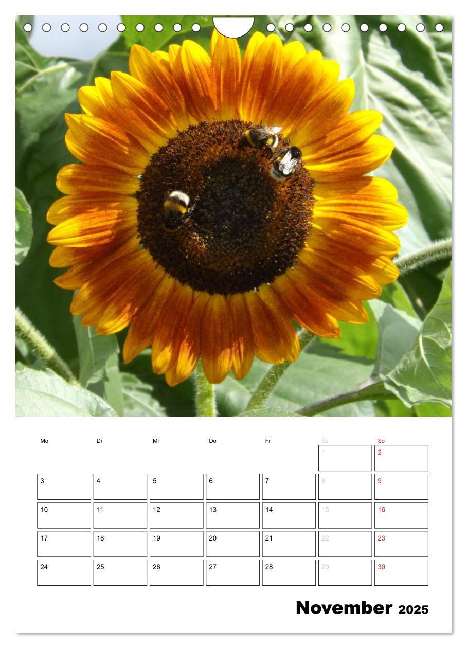 Bild: 9783457005170 | Strahlende Sonnenblumen (Wandkalender 2025 DIN A4 hoch), CALVENDO...