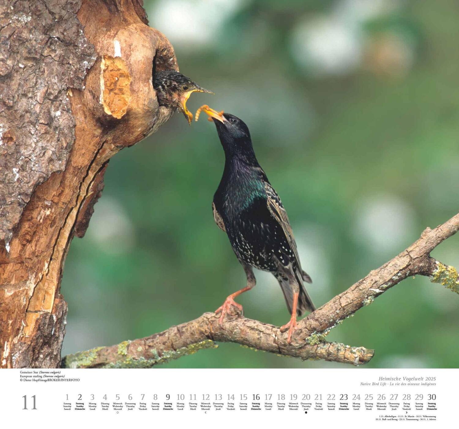 Bild: 4250809653525 | Heimische Vogelwelt 2025 - DUMONT Wandkalender - mit den...