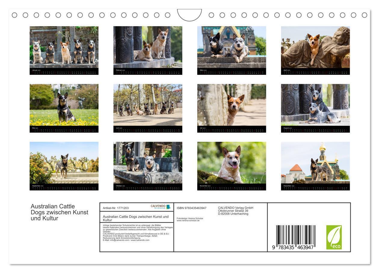 Bild: 9783435463947 | Australian Cattle Dogs zwischen Kunst und Kultur (Wandkalender 2025...