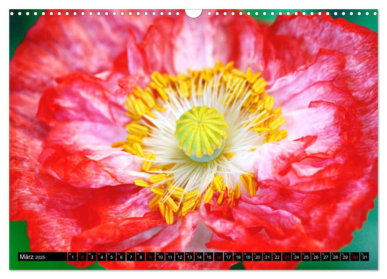 Bild: 9783435209125 | Mohnblüten-Porträts (Wandkalender 2025 DIN A3 quer), CALVENDO...