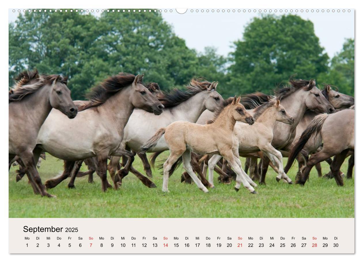 Bild: 9783435813056 | Dülmener Wildpferde (Wandkalender 2025 DIN A2 quer), CALVENDO...