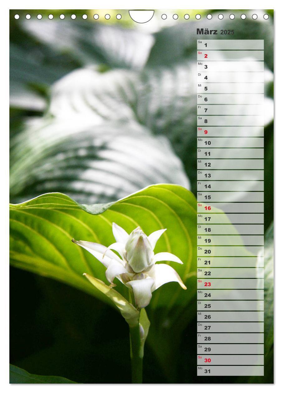 Bild: 9783435974887 | Hostas Herzblattlilien Funkien (Wandkalender 2025 DIN A4 hoch),...