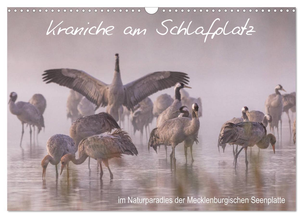 Cover: 9783435267545 | Kraniche am Schlafplatz - im Naturparadies der Mecklenburgischen...