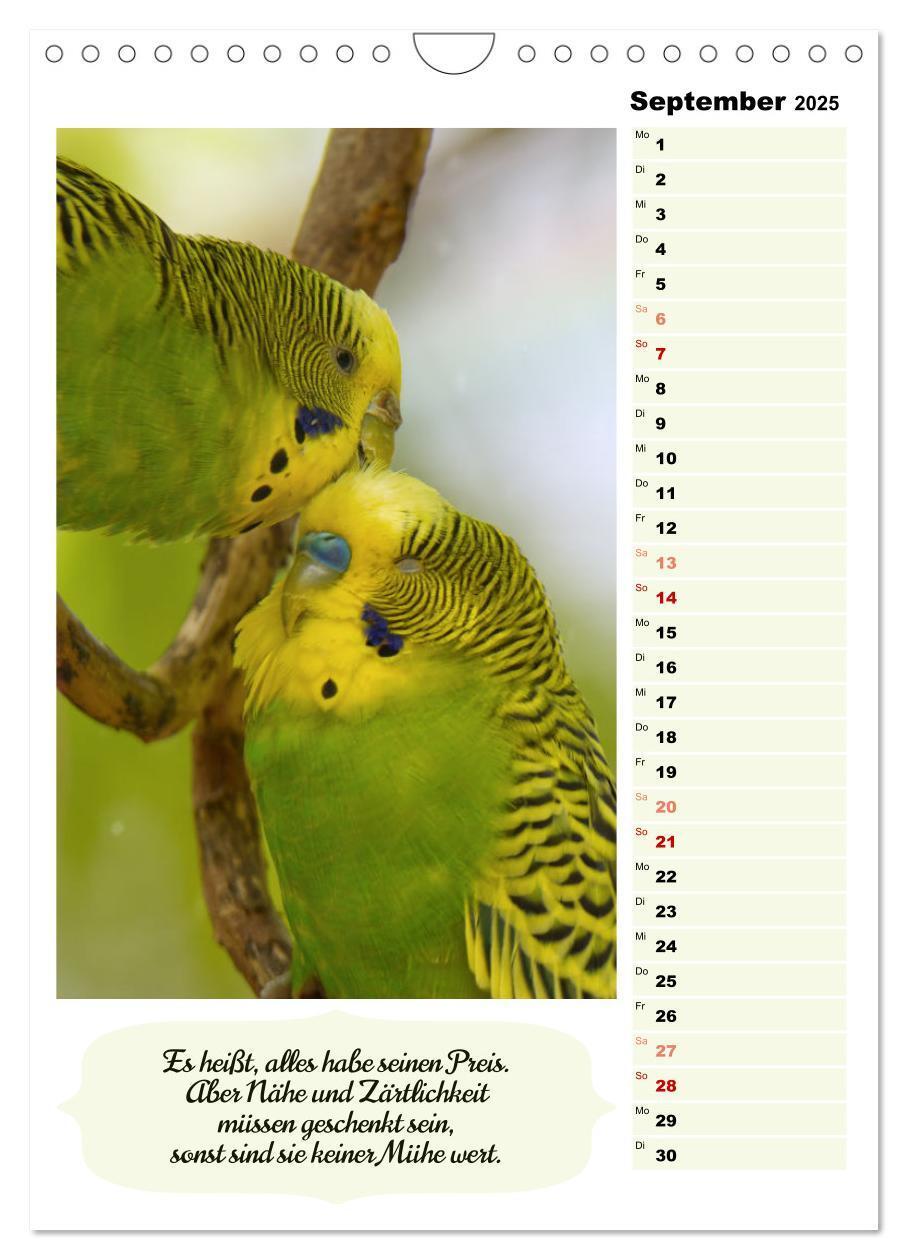 Bild: 9783435891009 | Niedliche Wellensittiche (Wandkalender 2025 DIN A4 hoch), CALVENDO...