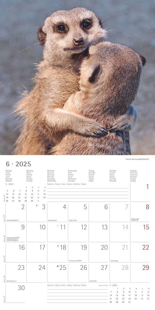 Bild: 4251732340742 | Alpha Edition - Erdmännchen 2025 Broschürenkalender, 30x30cm,...