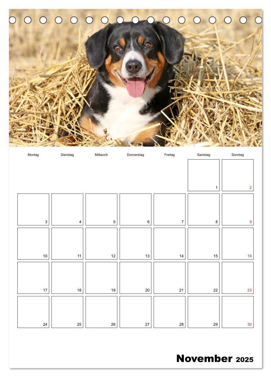 Bild: 9783457025314 | Entlebucher Sennenhunde begleiten Sie durch das Jahr (Tischkalender...