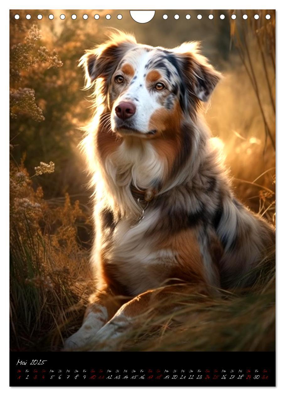 Bild: 9783435872602 | Australian Shepherd (Wandkalender 2025 DIN A4 hoch), CALVENDO...