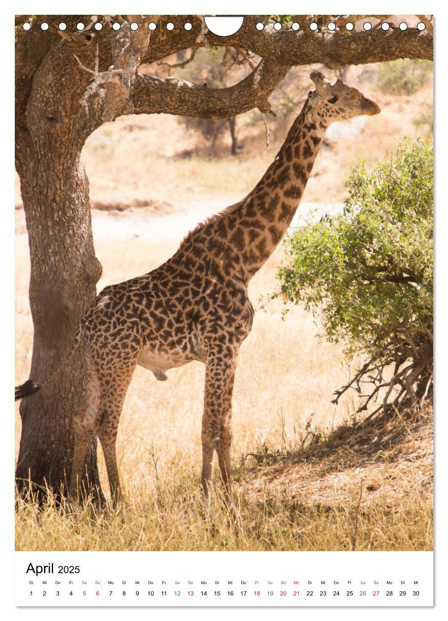 Bild: 9783435954438 | Serengeti Pur - Tansania (Wandkalender 2025 DIN A4 hoch), CALVENDO...