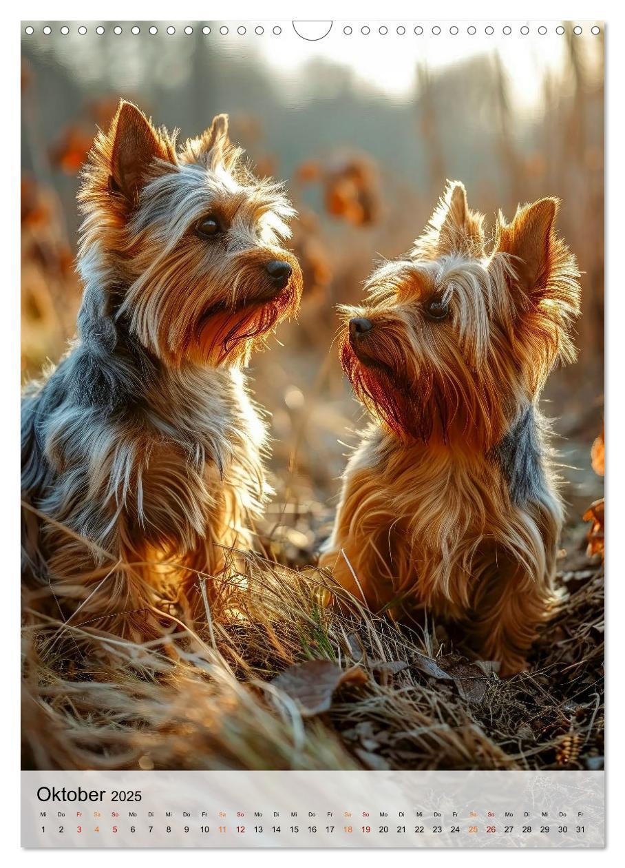 Bild: 9783383771712 | Yorkshire Terrier - ein Hund mit starkem Charakter (Wandkalender...