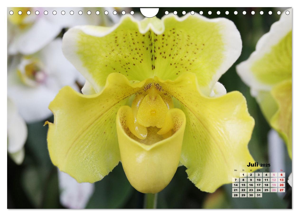 Bild: 9783383915901 | Schönste Orchideen (Wandkalender 2025 DIN A4 quer), CALVENDO...