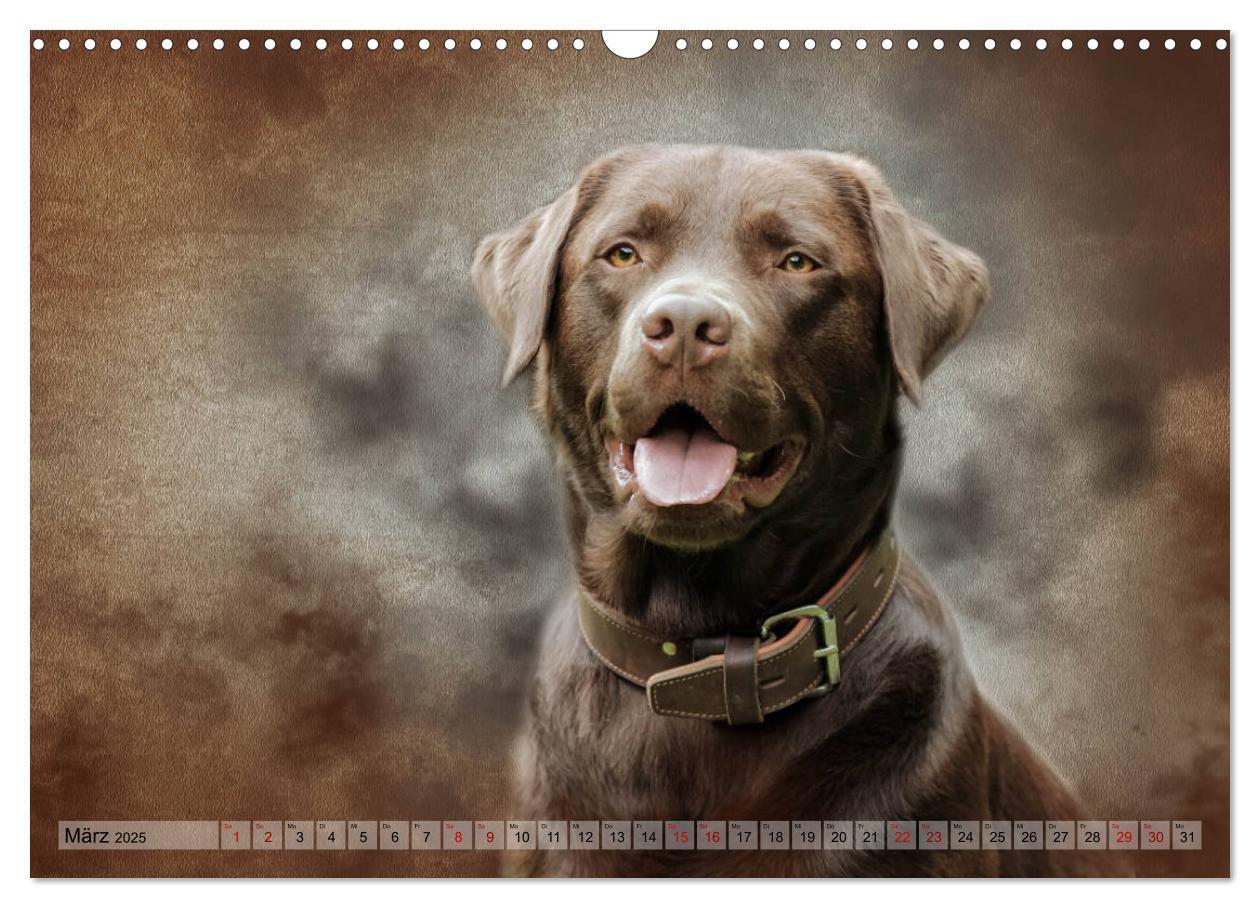 Bild: 9783435293933 | Jagdhunde im Portrait (Wandkalender 2025 DIN A3 quer), CALVENDO...