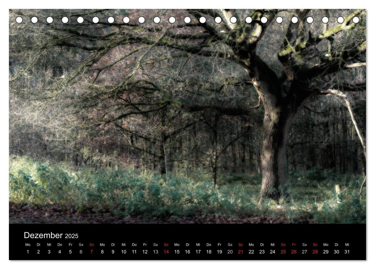 Bild: 9783435500307 | Mystische Wälder (Tischkalender 2025 DIN A5 quer), CALVENDO...