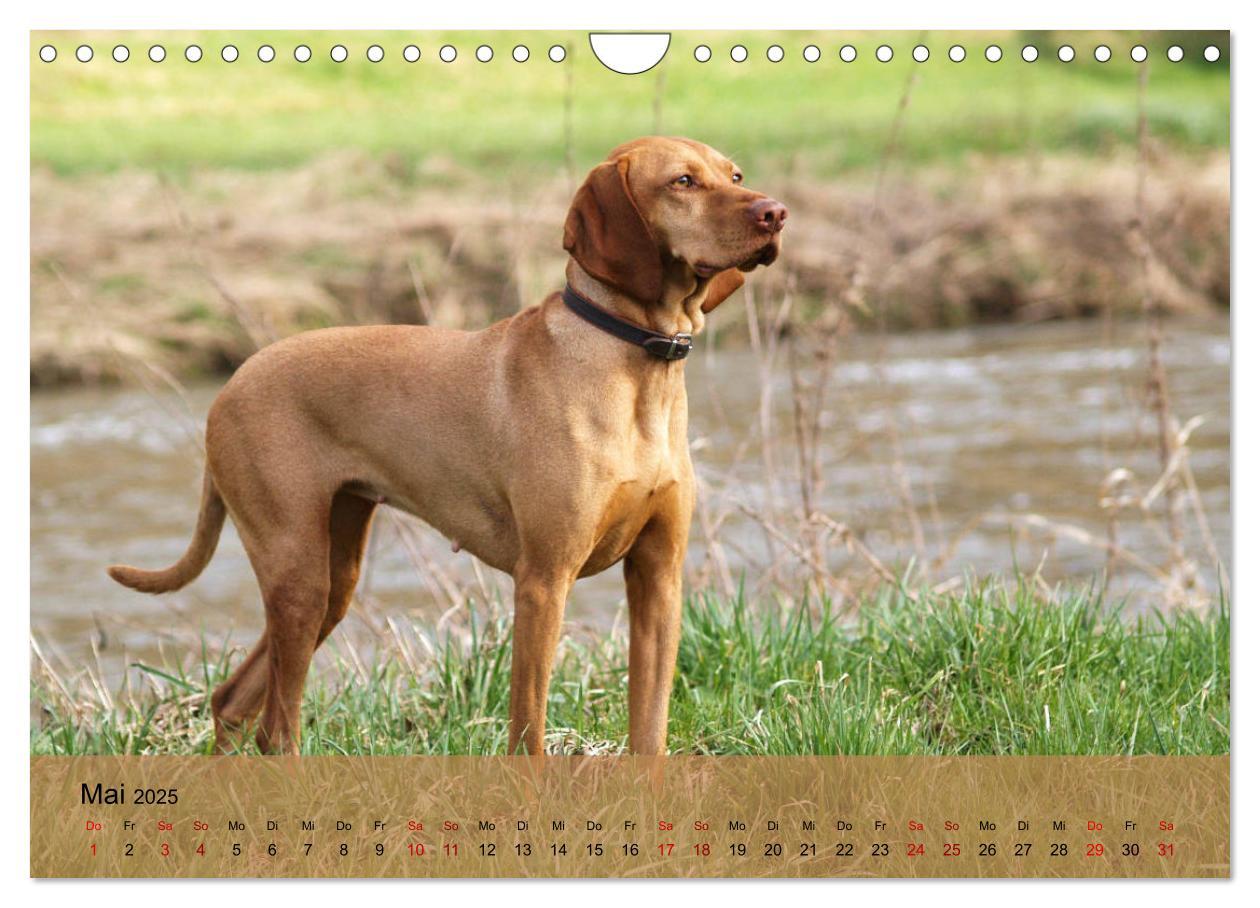 Bild: 9783435307920 | Magyar Vizsla - Ungarischer Vorstehhund (Wandkalender 2025 DIN A4...