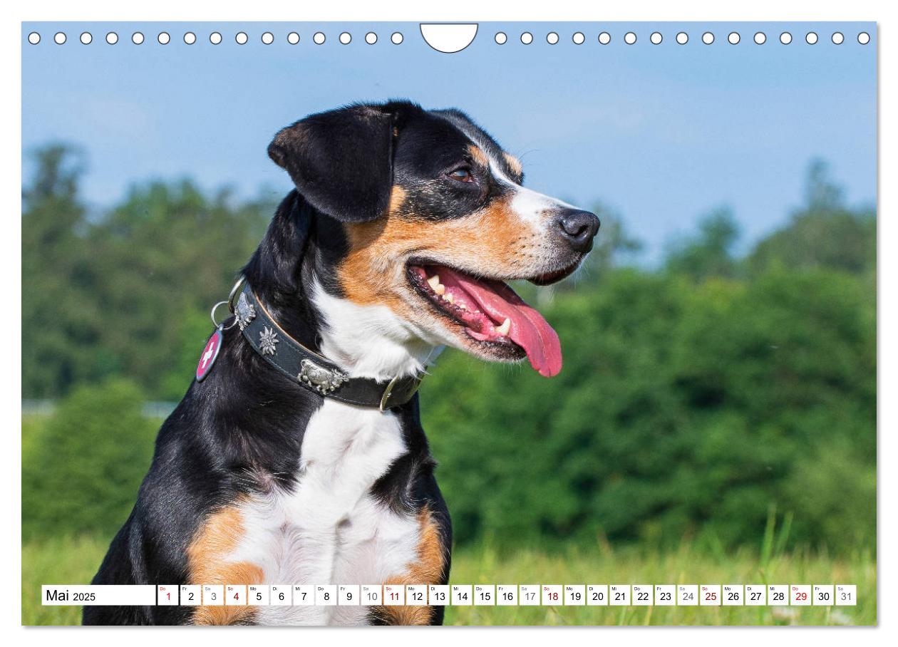 Bild: 9783435313518 | Mein bester Freund - Entlebucher Sennenhund (Wandkalender 2025 DIN...