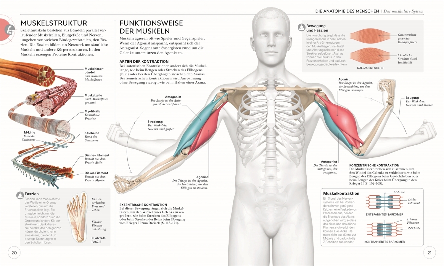 Bild: 9783831037988 | Yoga verstehen - Die Anatomie der Yoga-Haltungen | Ann Swanson | Buch