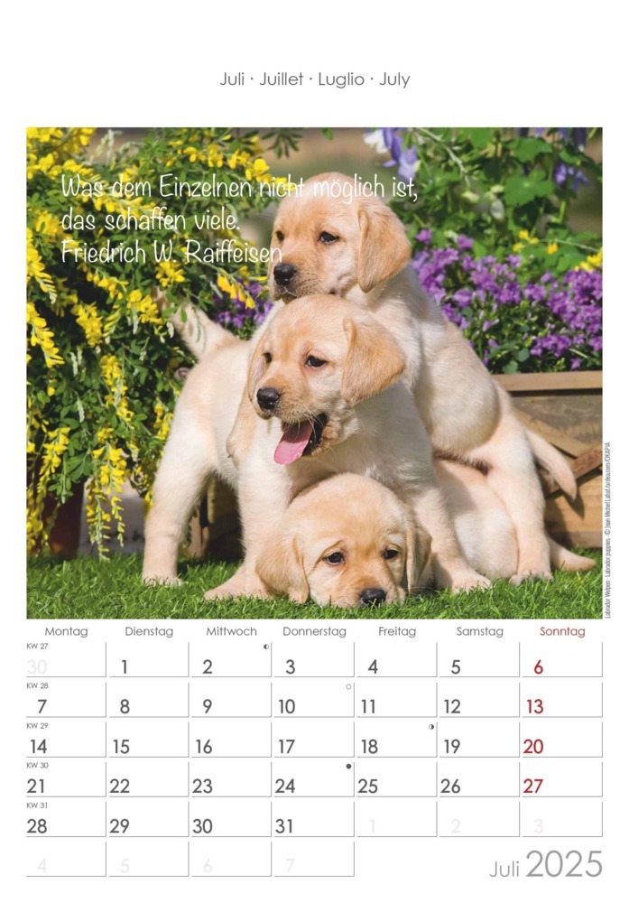 Bild: 4251732341039 | Alpha Edition - Kleine Freunde 2025 Bildkalender, 23,7x34cm,...