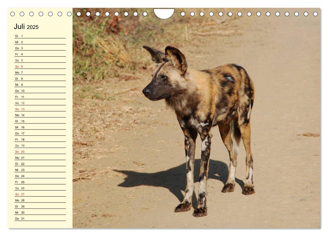 Bild: 9783435494118 | Afrika. Tiere in freier Wildbahn (Wandkalender 2025 DIN A4 quer),...