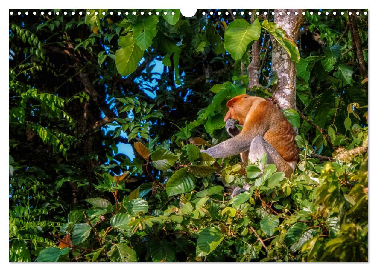 Bild: 9783435219087 | Nasenaffen von Borneo (Wandkalender 2025 DIN A3 quer), CALVENDO...