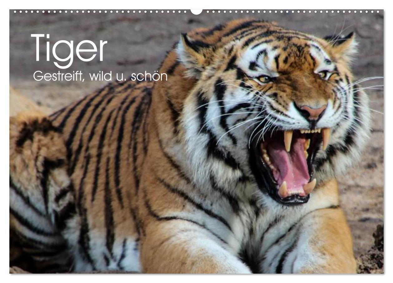 Cover: 9783435738168 | Tiger. Gestreift, wild u. schön (Wandkalender 2025 DIN A2 quer),...