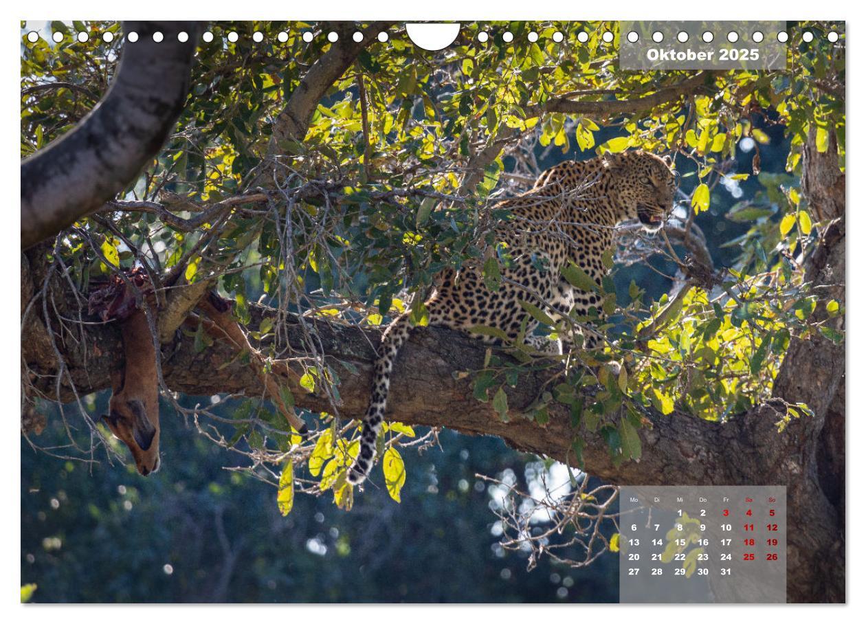 Bild: 9783383967399 | Auf Safari im Kruger National Park (Wandkalender 2025 DIN A4 quer),...