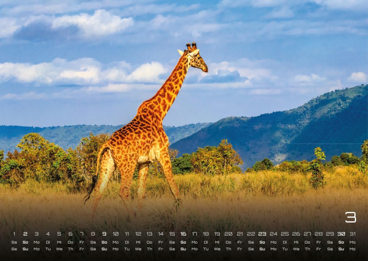 Bild: 9783986734381 | Afrikas Tierwelt - Der Tierkalender - 2025 - Kalender DIN A3 | 15 S.