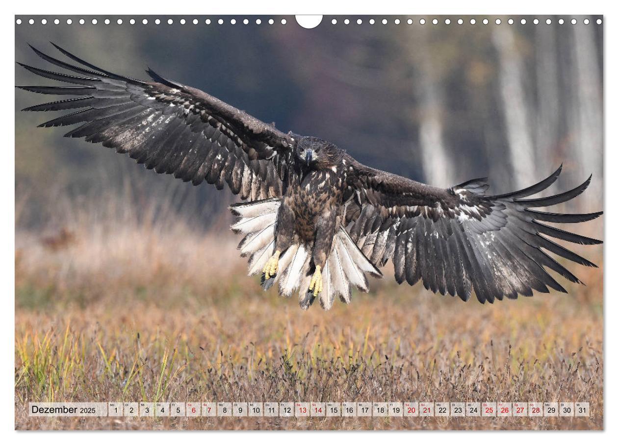 Bild: 9783435230396 | Majestätische Seeadler (Wandkalender 2025 DIN A3 quer), CALVENDO...