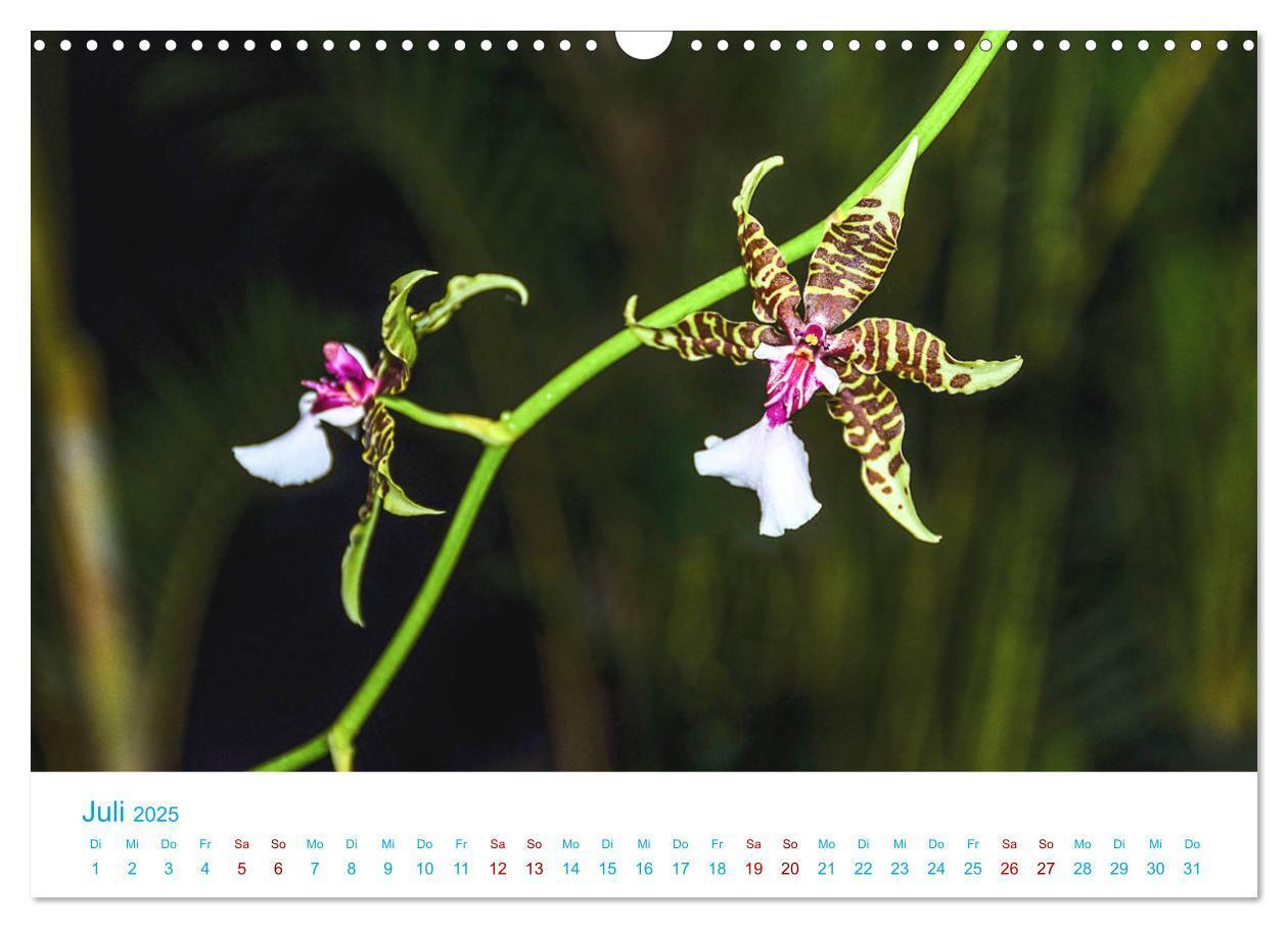 Bild: 9783435285501 | Die Königin der Blumenwelt, die Orchidee (Wandkalender 2025 DIN A3...