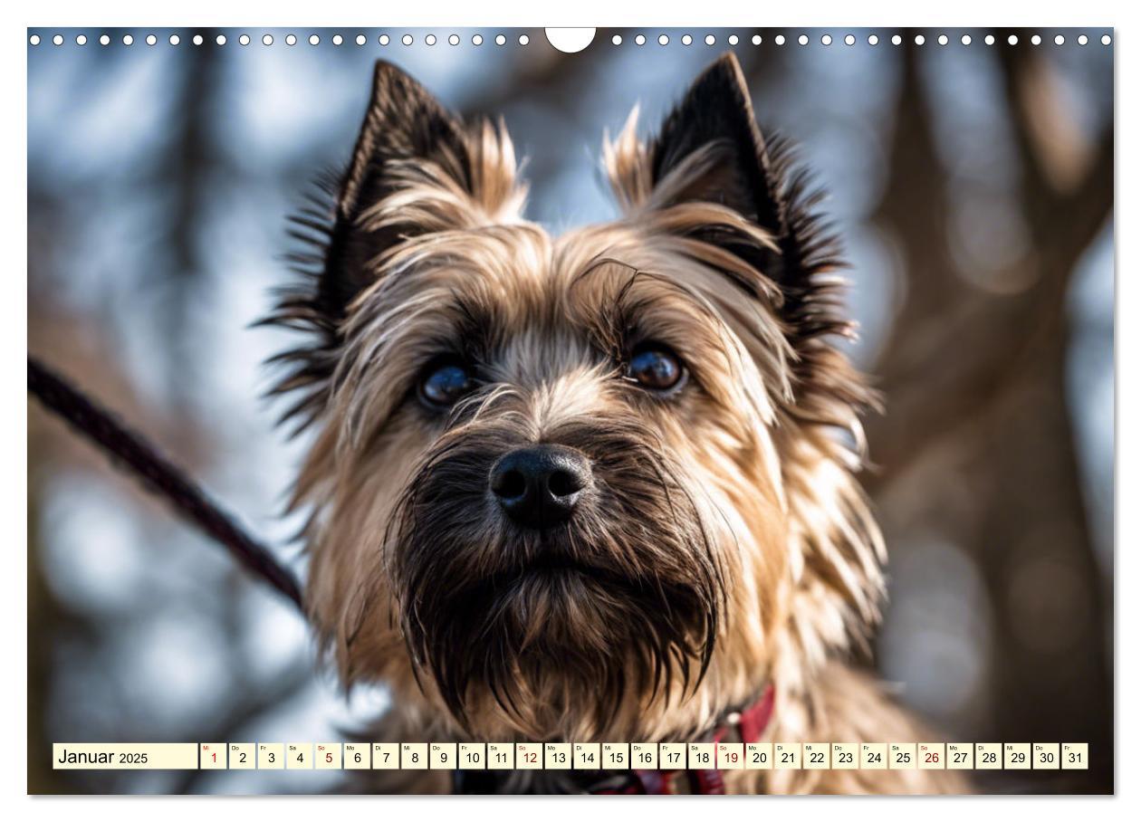 Bild: 9783435419906 | Cairn Terrier - lustiges Raubein aus Schottland (Wandkalender 2025...